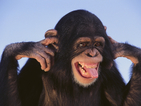 Маймуните и хората се усмихват по еднакъв начин