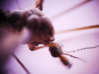 Microsoft лови комари с дронове