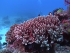 Екзотиката на Големия бариерен риф