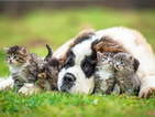 Куче осинови няколко новородени котенца