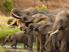 Отровиха 11 слона в парк в Зимбабве