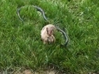 От Vbox7: Заек спасява малките си от змия