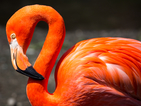 Фламинго се учи да ходи с изкуствен крак