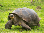 Приспаха 150-годишна гигантска костенурка