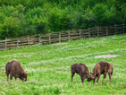 Европейските бизони се завръщат в България