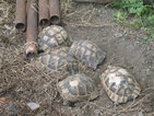 Конфискуваха 20 сухоземни костенурки