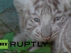 Рекорден брой бели тигърчета се родиха в зоопарк в Литва