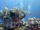 Затоплянето на океаните е свързано с риск от избелване на коралите