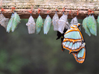 Гигантски пеперуди нападат в Македония и Сърбия