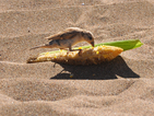 Глобиха продавач на царевица на плажа с 1500 лева