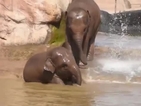 Слончета се разхлаждат в езеро