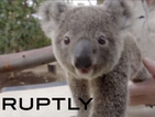 Сладка коала си играе в зоопарк