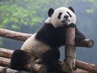 Щитовидната жлеза на пандите ги прави мързеливи