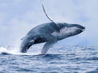 Туристите вече могат да плуват с гърбати китове