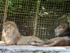 Две циркови лъвчета са новите обитатели на старозагорския зоопарк