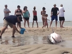 От Vbox7: Хора спасяват акула, заседнала в пясъка