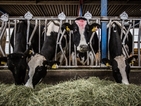 Италиански крави ще се разхлаждат с климатици