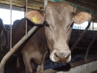 Ваксинираха 584 животни против антракс в село Млада гвардия