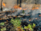 Горски пожар бушува край хърватския курорт Дубровник