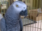 Задържаха мъж за контрабанда на папагали-жако