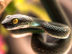 В Бразилия откриха змия с четири лапи