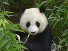Панда от зоопарк в Хонконг постави рекорд за дълголетие в плен