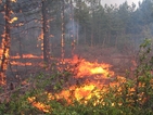 Пожарът край Стара Загора унищожи стотици декари растителност