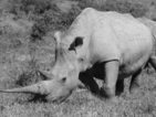 Почина един от петте бели носорози в света