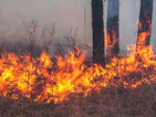 Пожарът в Лесово е унищожил 4 хиляди декара