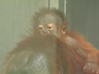 Бебе орангутан донесе истинска радост в зоопарка в Толедо