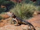 Гущер и змия "спряха" мащабен въгледобивен проект в Австралия