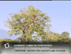 Жители на 10 петрички села искат изкореняването на 130 дървета