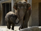 Как се отглеждат „Бебета в зоопарка“ в Берлин – по Viasat Nature