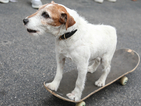 Почина най-известното куче в Холивуд