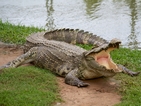 Жив алигатор стана "клиент" в заведение за бързо хранене