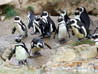 Пингвини бяха спасени от смърт в тропическа Бразилия