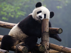Гигантска панда роди в зоологическа градина в Малайзия