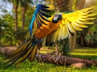 Осъдиха псуващия папагал на изгнание в джунглата