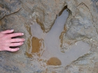 В Германия откриха огромни отпечатъци на динозавър