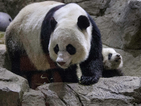 Панди-близнаци се родиха в зоопарк във Вашингтон
