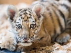 Тигрица осинови две новородени (ВИДЕО)