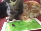 От VBOX7: Котки гонят мишка