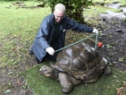 160-килограмова костенурка живее в лондонския зоопарк