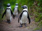 Кейптаун забрани развеждането на кучета по алея за пингвини