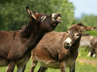 Отварят приют за магарета в Баничан