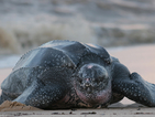 Броят на кожестите морски костенурки в САЩ се увеличава
