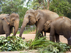 В Тайланд сервираха рекордна трапеза за 269 слона
