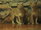 Две лъвици от Дания пристигнаха в Софийския зоопарк