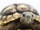 Китайски костенурки застрашават екологията на щата Масачузетс