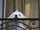 Московчанин изхвърли кучето си от 5-ия етаж